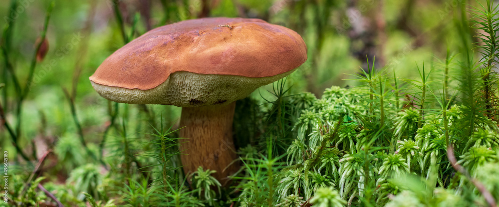 Pilz im Wald - Frischer Pilz im moos Pilz im Wald - Frischer Pilz im moos