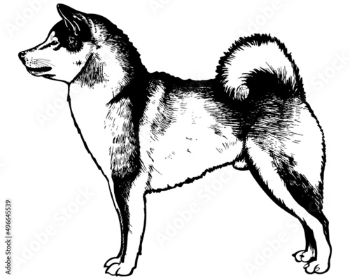 Shiba inu. Vector Illustration