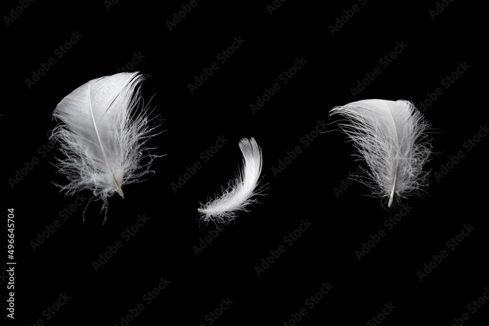 Obraz premium White feather isolated on a black background.