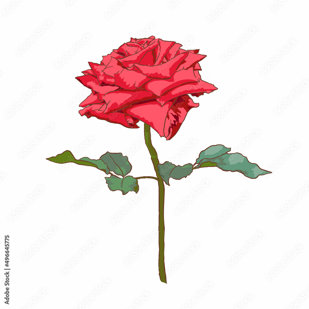 isolated red rose with leaves on white background, flower vector illustration, valentine symbol isolated red rose with leaves on white background, flower vector illustration, valentine symbol