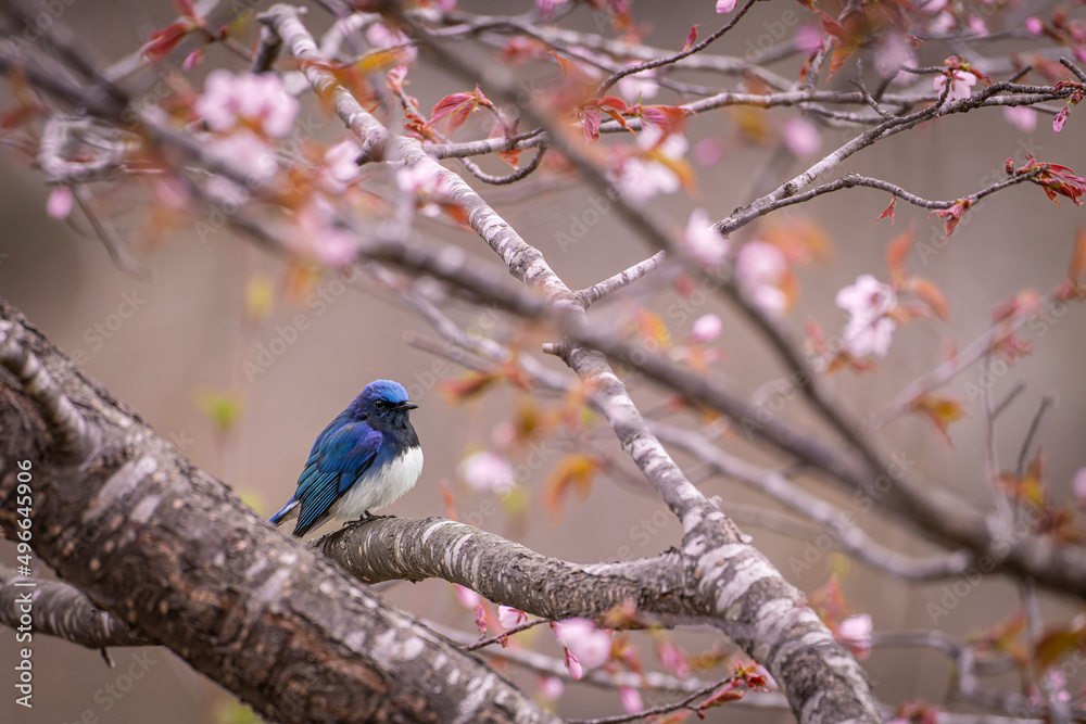 Fototapeta premium 北海道の5月、オオルリと桜。