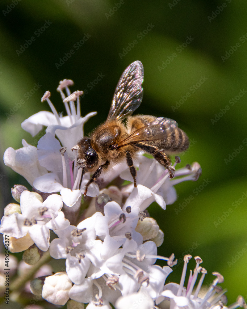 Fototapeta premium bee on a flower