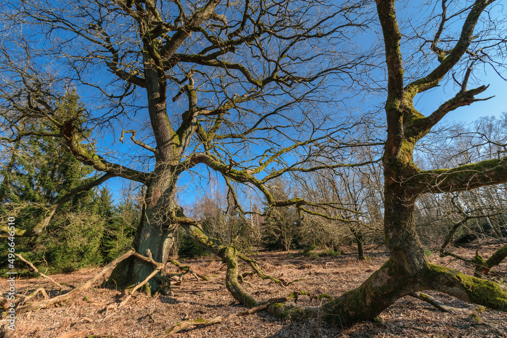 Urwald Sababurg Urwald Sababurg
