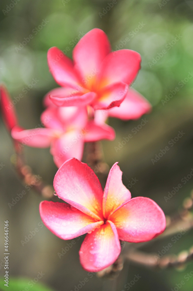Fototapeta premium plumeria close up in selective focus point