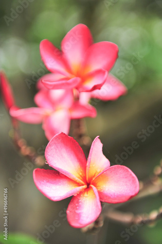 plumeria close up in selective focus point © chin797