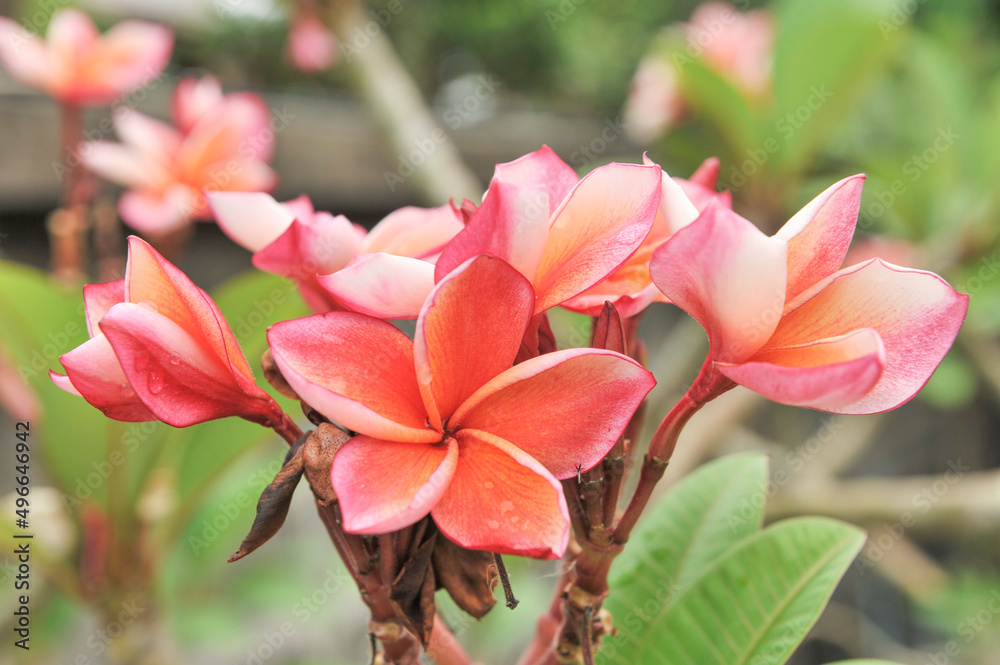 plumeria close up in selective focus point