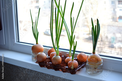 Sprouting onion bulb with green feathers and sprouted root