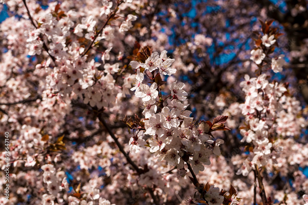 Spring time when cherry blossoms are in full bloom. Cherry blossoms against a blurred background. Spring time when cherry blossoms are in full bloom. Cherry blossoms against a blurred background.