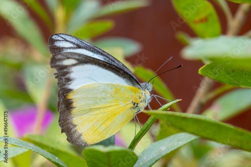 Close-up of a beautiful butterfly (Appias Lyncida) sitting a leave / flower photo