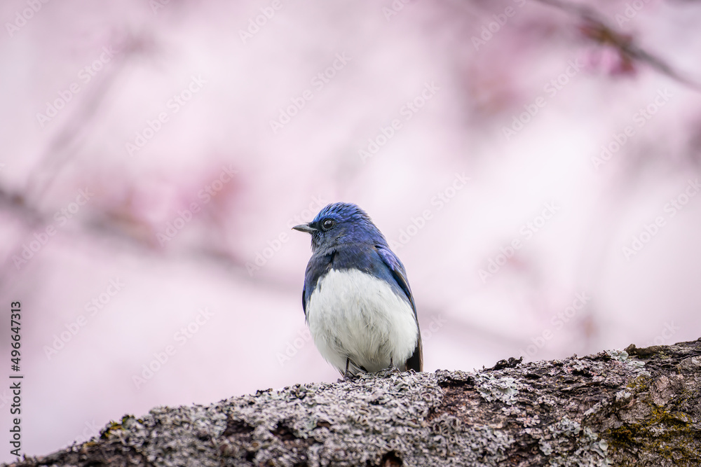 Obraz premium 北海道の5月、桜と青い鳥。 