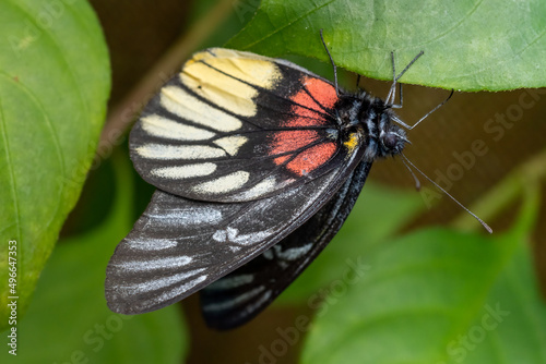 Close-up of a beautiful butterfly (Delias Pasithoe) sitting a leave / flower photo