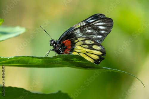Close-up of a beautiful butterfly (Delias Pasithoe) sitting a leave / flower photo