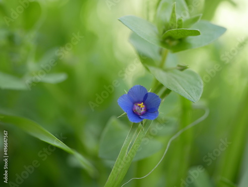 A small light blue anagalis flower on a sunny summer day. Beautiful fragrant wildflower in the meadow. photo