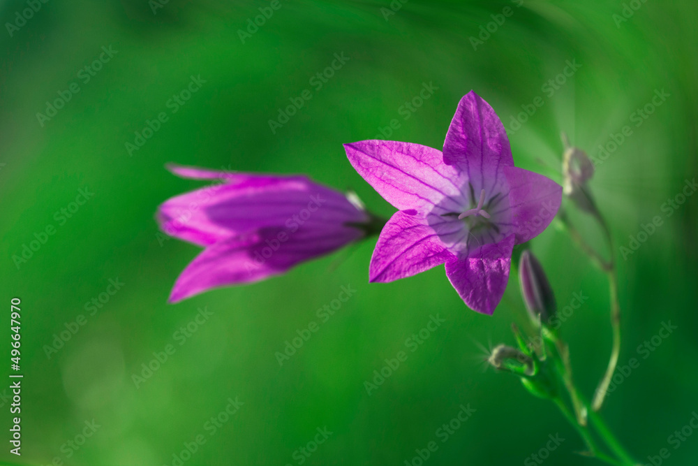 Blooming violet Siberian bellflowers on a very unfocused green background, selective focus. Blooming violet Siberian bellflowers on a very unfocused green background, selective focus.