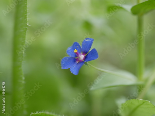 A small light blue anagalis flower on a sunny summer day. Beautiful fragrant wildflower in the meadow. photo