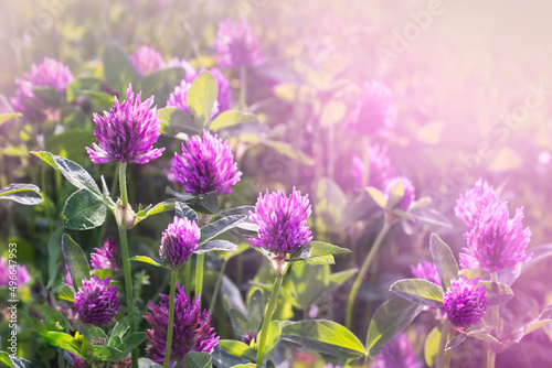 Gentle natural floral background with soft focus. flowering clover grass in rays sunset in spring, macro, inspiration nature.