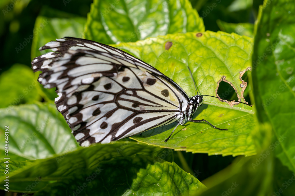 Close-up of a beautiful butterfly (Large Tree Nymph) sitting a leave / flower Close-up of a beautiful butterfly (Large Tree Nymph) sitting a leave / flower