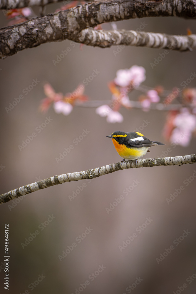 Naklejka premium 北海道の5月、遅い春に山桜とキビタキ。