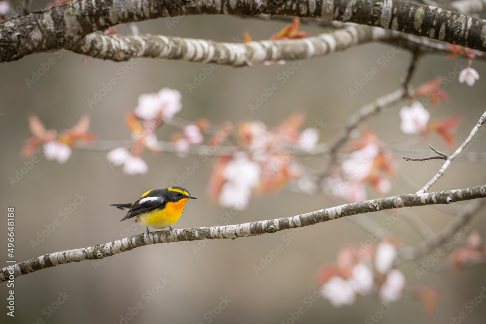 Naklejka premium 北海道の5月、遅い春に山桜とキビタキ。