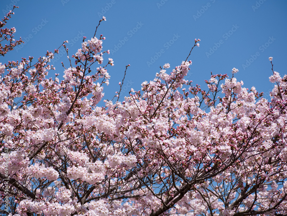春爛漫の桜
