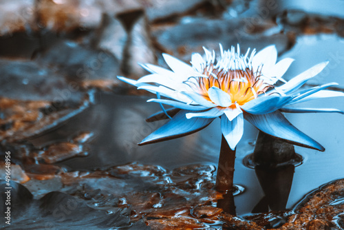 nature lyon lotus fleur parc de la tête d'or