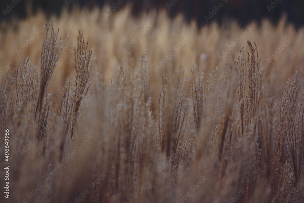 Obraz premium automne sur le parc de la tête d'or de lyon