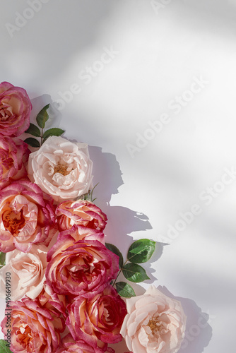 Floral composition made of beautiful pink rose buds lying on white background with sunlight. Nature concept. Summer theme. Minimal style. Top view. Flat lay