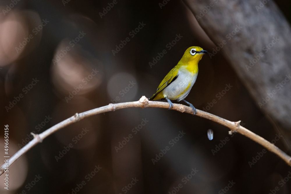 Fototapeta premium Japanese White - eye