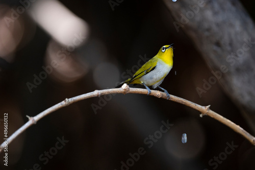 Japanese White - eye photo