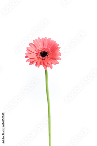 Romantic or love concept. Pink gerbera flower or african daisy isolated on white background. Floral natural background. High quality photo