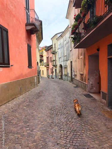 narrow street in old town with dog © Jen