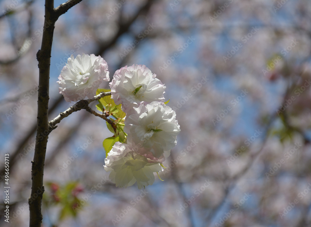 a branch of light pink sakura flower blossoms in sunny spring day a branch of light pink sakura flower blossoms in sunny spring day