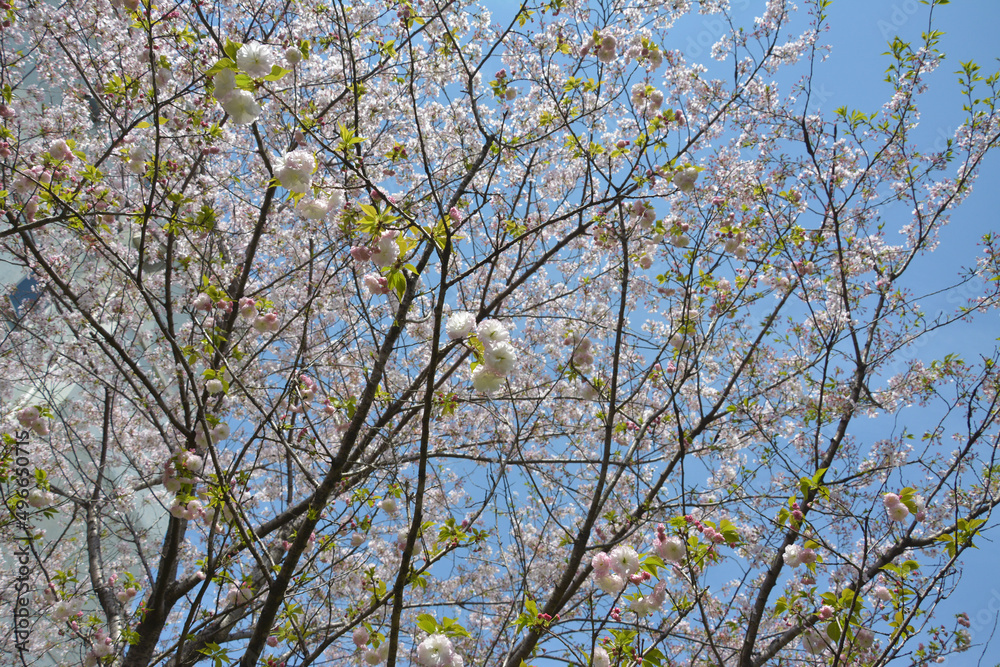tree of light pink sakura flowers blossom under the blue sky in spring sunny day tree of light pink sakura flowers blossom under the blue sky in spring sunny day