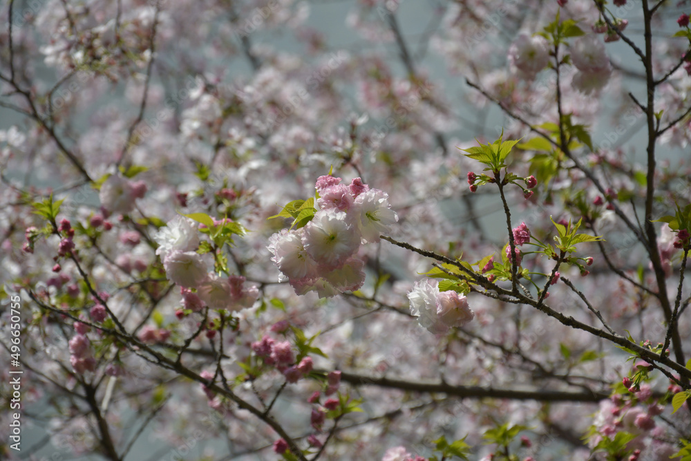 branches of white pink sakura flowers blossoms in sunny day in the park branches of white pink sakura flowers blossoms in sunny day in the park
