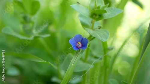 A small light blue anagalis flower on a sunny summer day. Beautiful fragrant wildflower in the meadow. photo
