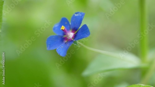 A small light blue anagalis flower on a sunny summer day. Beautiful fragrant wildflower in the meadow. photo