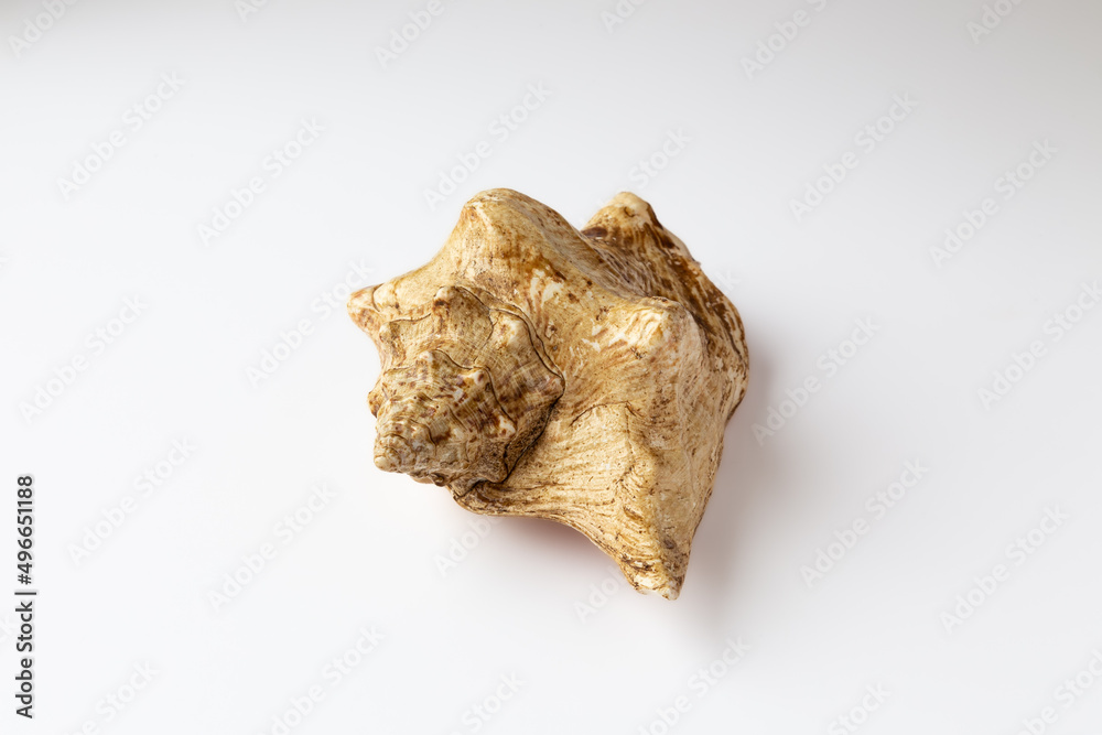 Seashell isolated on a white background Seashell isolated on a white background