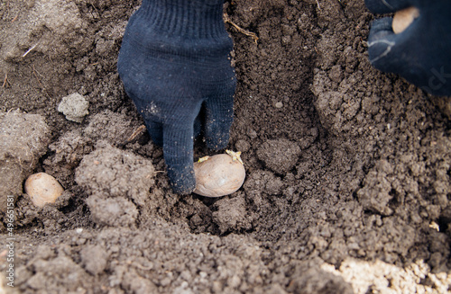 Men's hands plant potato tubers in the ground. Early spring preparation for the garden season. Growing organic vegetables.