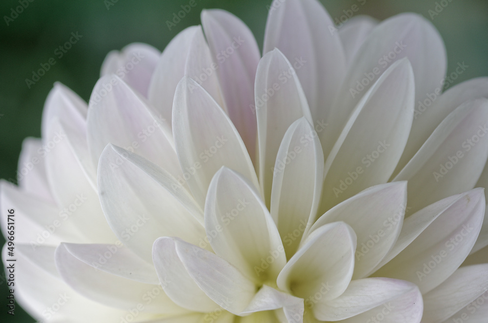 Fototapeta premium ダリア