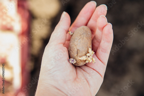 Women's hands hold potato tubers. Early spring preparation for the garden season.A farmer plants potatoes with a sprout in the garden. Growing organic vegetables.