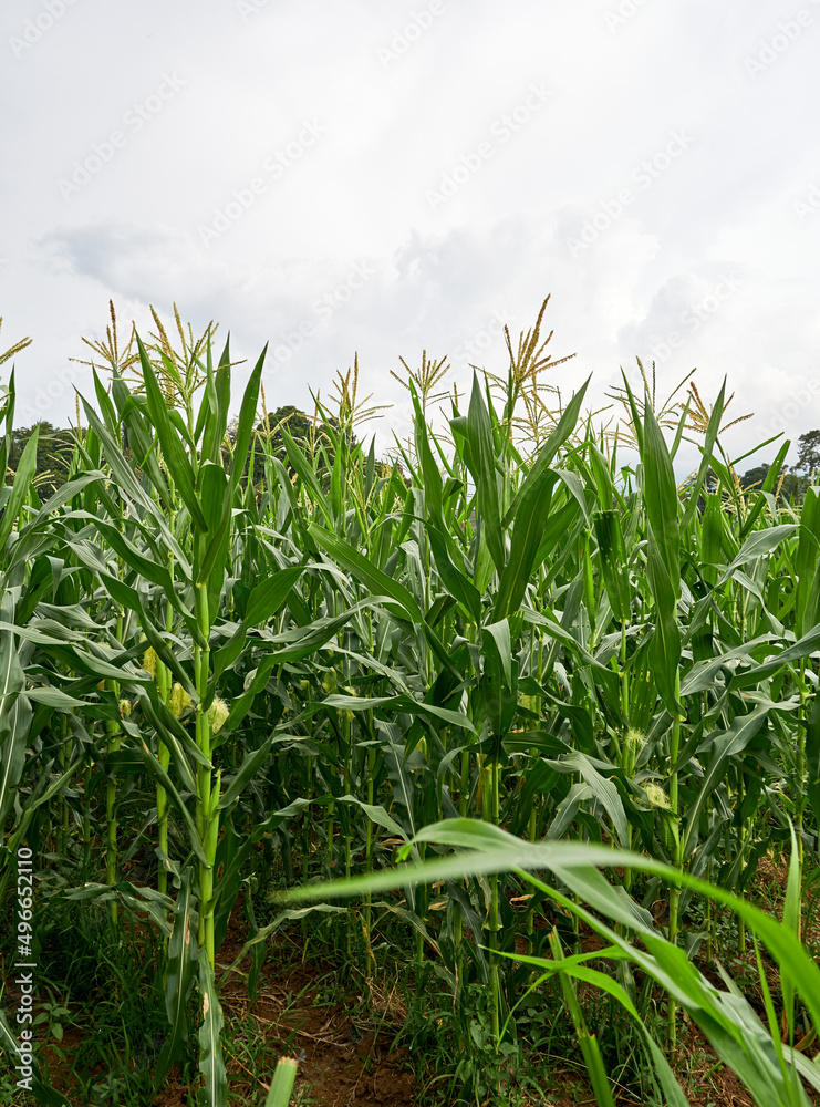 Obraz premium Cornfield on a sunny afternoon