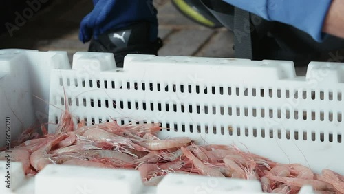 View of a person taking shrimp from a white box.