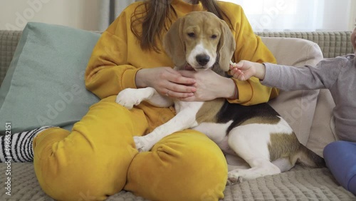 Close-up, Girl Feeding Beagle Dog