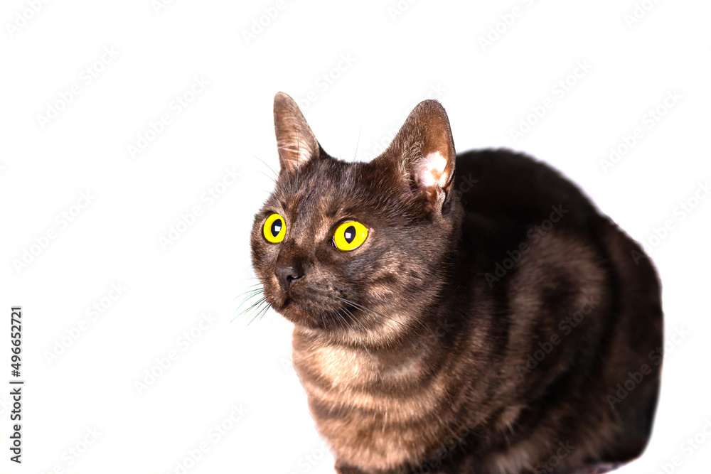 Isolated black cat with amber eyes on a white background