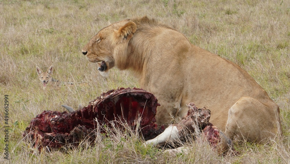 A jackal waits for his turn to eat. A jackal waits for his turn to eat.