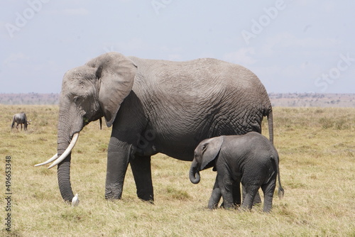  Elephant with a very small baby