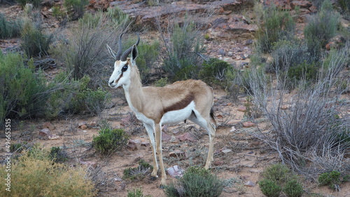 ein südafrikanischer Springbok mit grossen schwarzen Augen