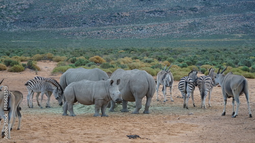 Wilde Tiere der Savanne - Nashorn  Zebra  Kudu