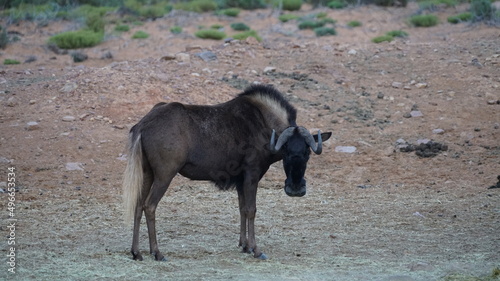 ein schwarzer, südafrikanischer Büffel steht in einer kargen Landschaft und schaut in die Kamera