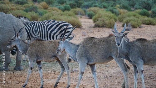 verschiedene wilde Tiere zusammen in der Savanne, Kudu, Zebra, Nashorn